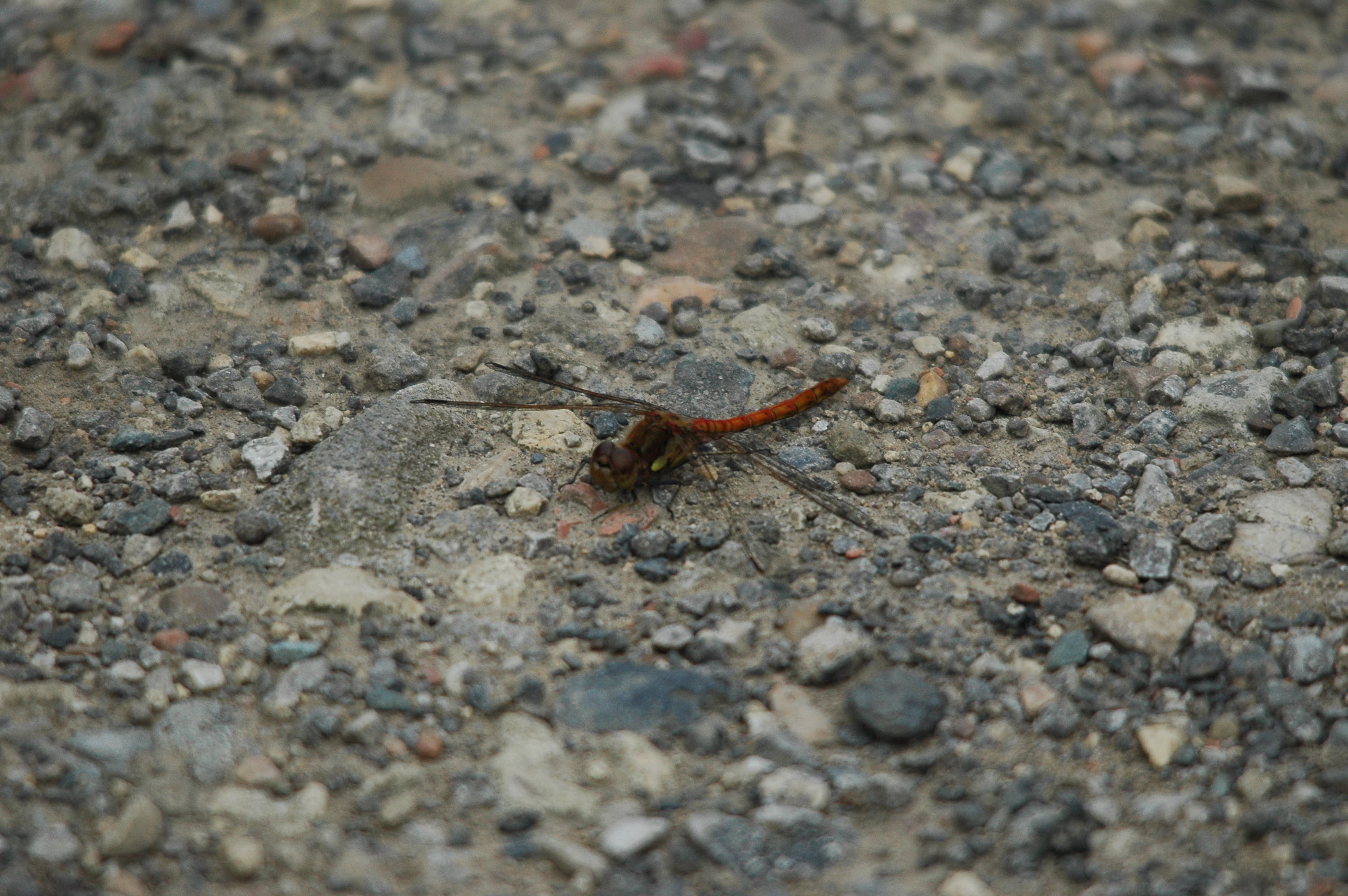 photos/wildlife/Invertebrate_Species/Dragonflies/Common Darter/dsc_2809.jpg